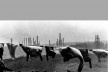 <i>Quotidianum</i>, anos 1970-1980<br />Foto Cleber Bonetti 