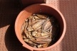 Bacia com pescado fresco<br />Foto Paula Janovitch 