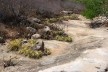 Foto 9 - A disposição da vegetação parece obedecer a conceitos estéticos de composição com plantas