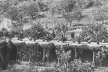 Fig. 9 - Legenda: Detalhe de um postal de 1905, mostrando as Palmeiras-de-Canárias plantadas sobre bacias subterrâneas ao longo da via principal [Cátedra Gaudí]