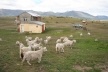 As fazendas raramente têm divisões internas, criam-se por segregação natural os animais em seus grupos. Somente o contorno externo da propriedade é cercado<br />Foto Thomas Bussius 