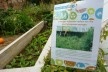 Bercy Park: Hortas durante a Festa dos Jardins: educação, recreação e contato direto com a natureza. <br />Foto Cecilia Herzog 
