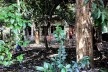 Vegetação e área permeável no futuro (talvez) Parque Augusta, São Paulo<br />Foto Abilio Guerra 