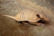 Ceará. Fauna do sertão central, Tatú<br />Foto José Albano 