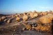 Foto 6 - Ora grandemente concentradas, como aqui, ora formando pequenos grupos ou mesmo isoladas, a distribuição das rochas enriquece a paisagem, causando surpresa e admiração