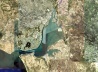 Grande Lisboa.  [Google Earth]