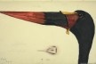 África do Sul, Lekollolani (Cegonha), n. 551, 6 set 1812<br />William John Burchell  [Collection Museum Africa, Johannesburg]