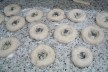 Tentativa de Bialy, antes do forno<br />Foto Michel Gorski 