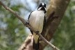 Bigodinho (<i>Sporophila lineola</i>), migratory bird<br />Foto/photo Jose Getulio de Oliveira  [Creative Commons]
