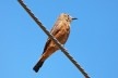 João-pires, or gibão-de-couro (<i>Hirundinea ferrugínea</i>), migratory bird<br />Foto/photo João Batista Shimoto  [Creative Commons]