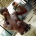 Jessel e o boxe