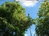 Fig. 5: Problema recorrente em grande parte das cidades brasileiras, a falta de compatibilização entre a iluminação com a arborização urbana diminui a segurança no trânsito de veículos e de pedestres [http://arvorestavares.blogspot.com]