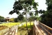 Parque Municipal Nair Bello, imagem da passarela com destaque para Embaúba, São Paulo SP Brasil, 2020. Secretaria Municipal do Verde e do Meio Ambiente<br />Foto divulgação  [Acervo SVMA/DIPO]