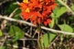 Epidendrum fulgens<br />Foto José Tabacow 