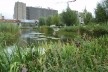 Parque Martin Luther-King Park: Oferece uma variedade de ambientes que conciliam biodiversidade, drenagem natural e filtragem das águas das chuvas, recreação e hortas para estudantes. <br />Foto Cecilia Herzog 