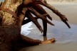 Praia da Joaquina, Florianópolis, março de 2011<br />Foto Gisela Barcellos de Souza 
