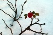 Flor<br />Foto Gisela Barcellos de Souza 