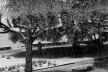 Paisagem gelada, Vevey, Suíça<br />Foto Roberto Abramovich 