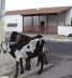 Outros habitantes de Caraíba <br />Foto Ana Carolina Bierrenbach 