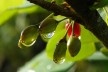 Estrada da Laranja Azeda, Atibaia SP<br />Foto Adriano de Carvalho Capeto 
