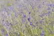 Mostra "Ao vento"<br />Foto Adriana Rosset 