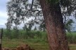 Sítio Laranjal, área rural, Araraquara<br />Foto Abilio Guerra 
