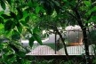 Casa das Canoas, Rio de Janeiro. Arquiteto Oscar Niemeyer<br />Foto Nelson Kon 