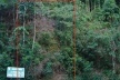 Figura 7. Influência da abertura da estrada e da iluminação pública sobre uma encosta, destacando-se área de deslizamento recente. Estrada da Vista Chinesa, Maciço da Tijuca [acervo pessoal]