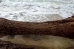 Praia da Joaquina, Florianópolis, março de 2011<br />Foto Gisela Barcellos de Souza 