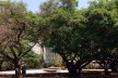 Paisagismo da 308 Sul. Paisagista Roberto Burle Marx<br />Foto Luiza Campos 
