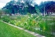 A vegetação aquática em um dos jardins retangulares posterior à restauração de 1998. Ao fundo, fileiras de árvore contornando a praça<br />Foto Ana Rita Sá Carneiro 