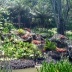  Sítio Roberto Burle Marx, Rio de Janeiro [Foto Eduardo Barra]