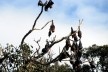Royal Botanic Garden, Sidney<br />Foto Gabriela Celani 