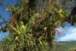 Aechmea sp., Rhipasalis sp. e Tillandsia usneoides, epífitas às margens da lagoa do Siriú, Garopaba SC<br />Foto José Tabacow 