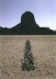 Richard Long, Sahara Line, 1988 [www.richardlong.org]