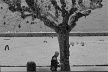 Paisagem gelada, Vevey, Suíça<br />Foto Roberto Abramovich 