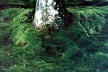 Koke-dera, o Templo dos Musgos, detalhes do “tapete” de musgo junto à árvore<br />Foto Maria do Carmo Maciel Di Primio 