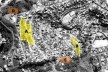 Mapa de locação das áreas de intervenção a partir de uma imagem do Google Earth<br />Imagem dos autores 