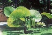Jardim Fazenda Vargem Grande, Areias SP, 1979<br />Foto Ana Rosa 2000 