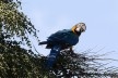 Arara-canindé, espécie emblemática do cerrado brasileiro, 2021<br />Foto Fabio Rodrigues Pozzebom  [Agência Brasil]