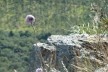 Morro da Mesa, paisagem rupestre<br />Foto Michel Gorski 
