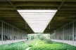 Escola Superior de Administração Fazendária – ESAF, jardins setor de alojamentos, Brasília DF<br />Foto Daniel Corsi 
