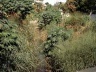  Vegetação cresce sem controle cobrindo o lixo que se acumula às margens do rio Sangrador e o seu próprio leito no bairro da Freguesia, em Jacarepaguá<br />Foto Daniel Jaulino 