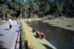 Capivaras no Horto Florestal, São Paulo<br />Foto Clayton Lino 