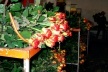São Benedito, produção de rosas<br />Foto Natália Cheung 