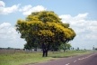 Argentina Peltophorum dubium na fronteira com o Brasil<br />Foto José Tabacow 