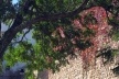 Muro de Évora<br />Foto Junancy Wanderley 