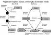 Papéis em trajetos típicos em função da renda e modo [Eduardo Alcântara de Vasconcelos 2001]