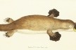 Primeira descrição do ornitorrinco, produzida por George Shaw e publicada na Miscelânea do Naturalista, 1799<br />Imagem divulgação  [Domínio comum]