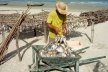 Bitupitá, Ceará. Peixe salgando ao sol<br />Foto José Albano 
